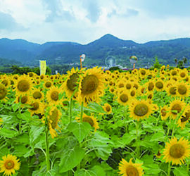 ひまわり畑